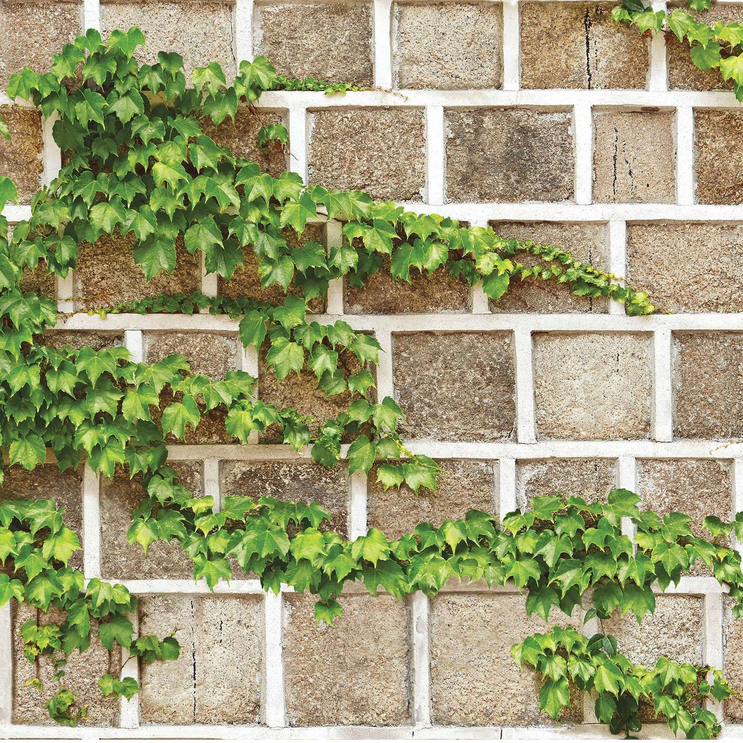 Stone wall with Green Creeper Wallpaper