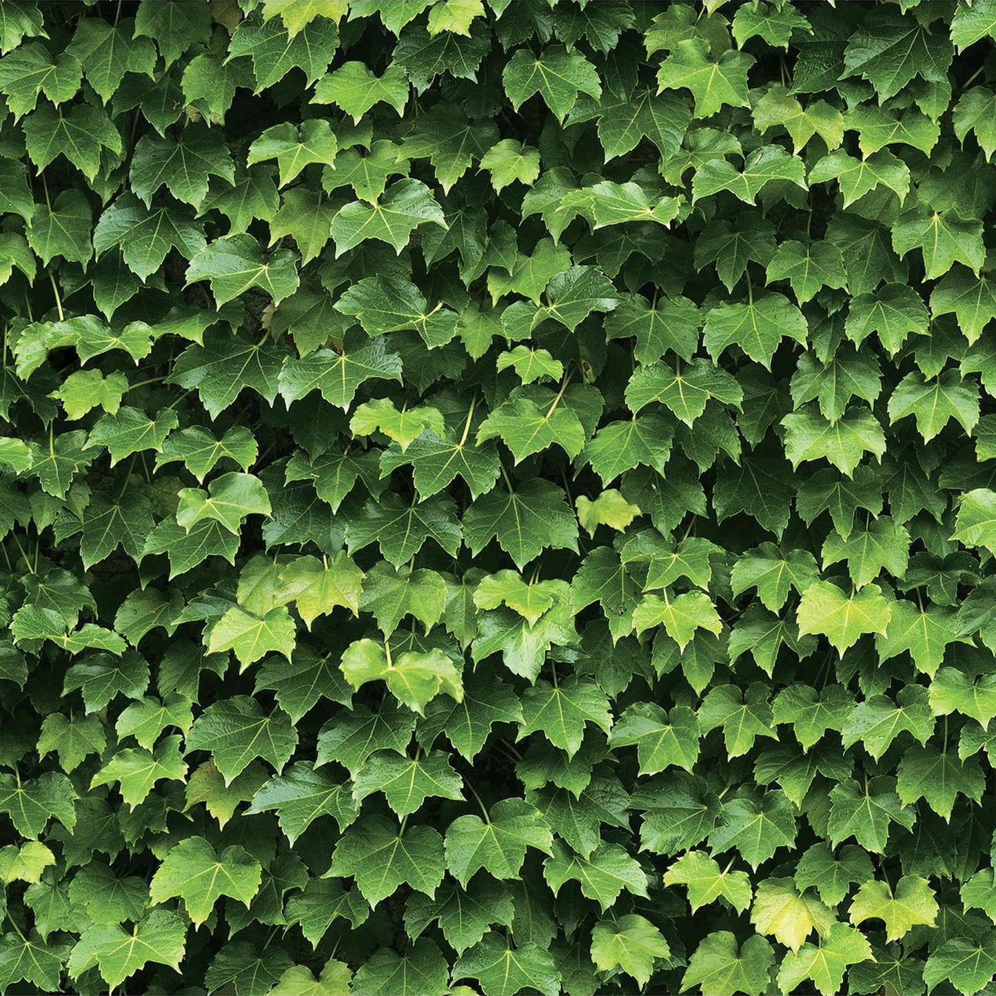 Refreshingly Green Ivy Wallpaper