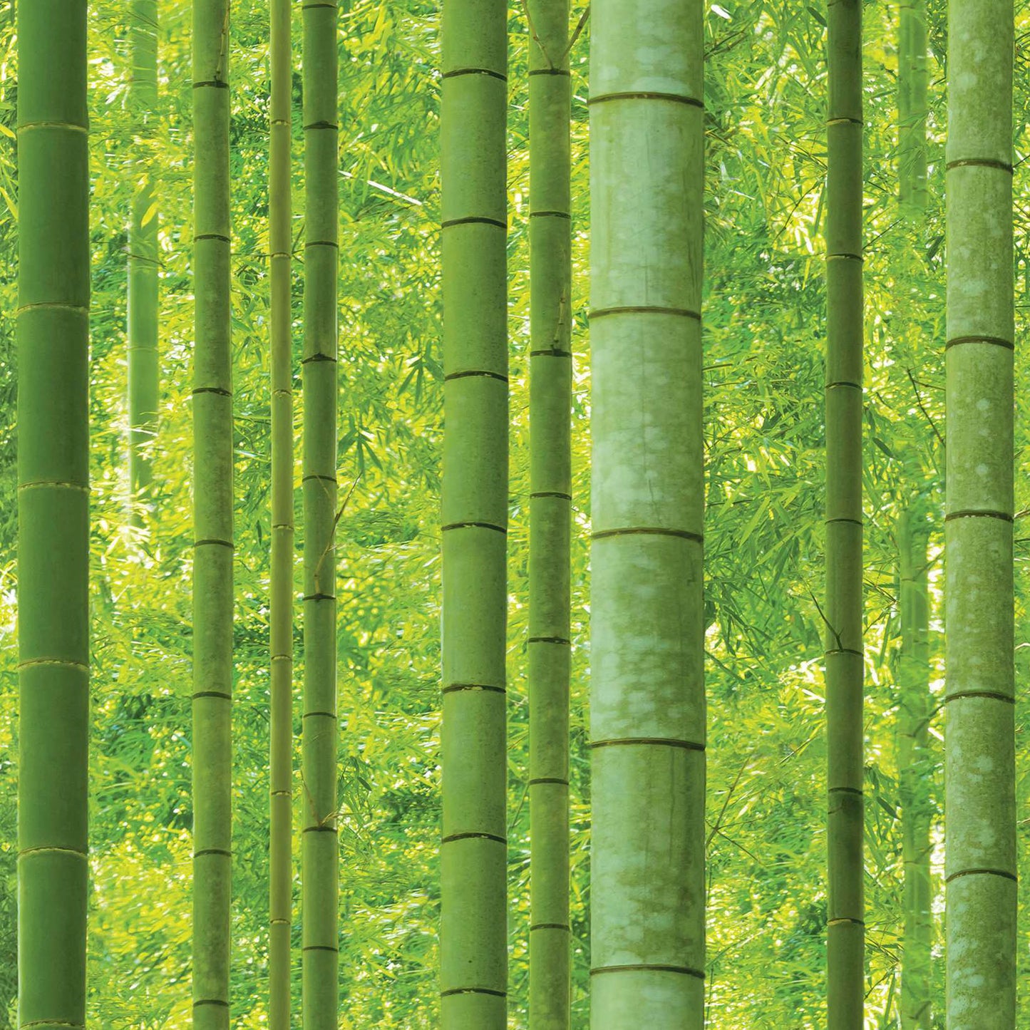 Bamboo Retreat Wallpaper Design