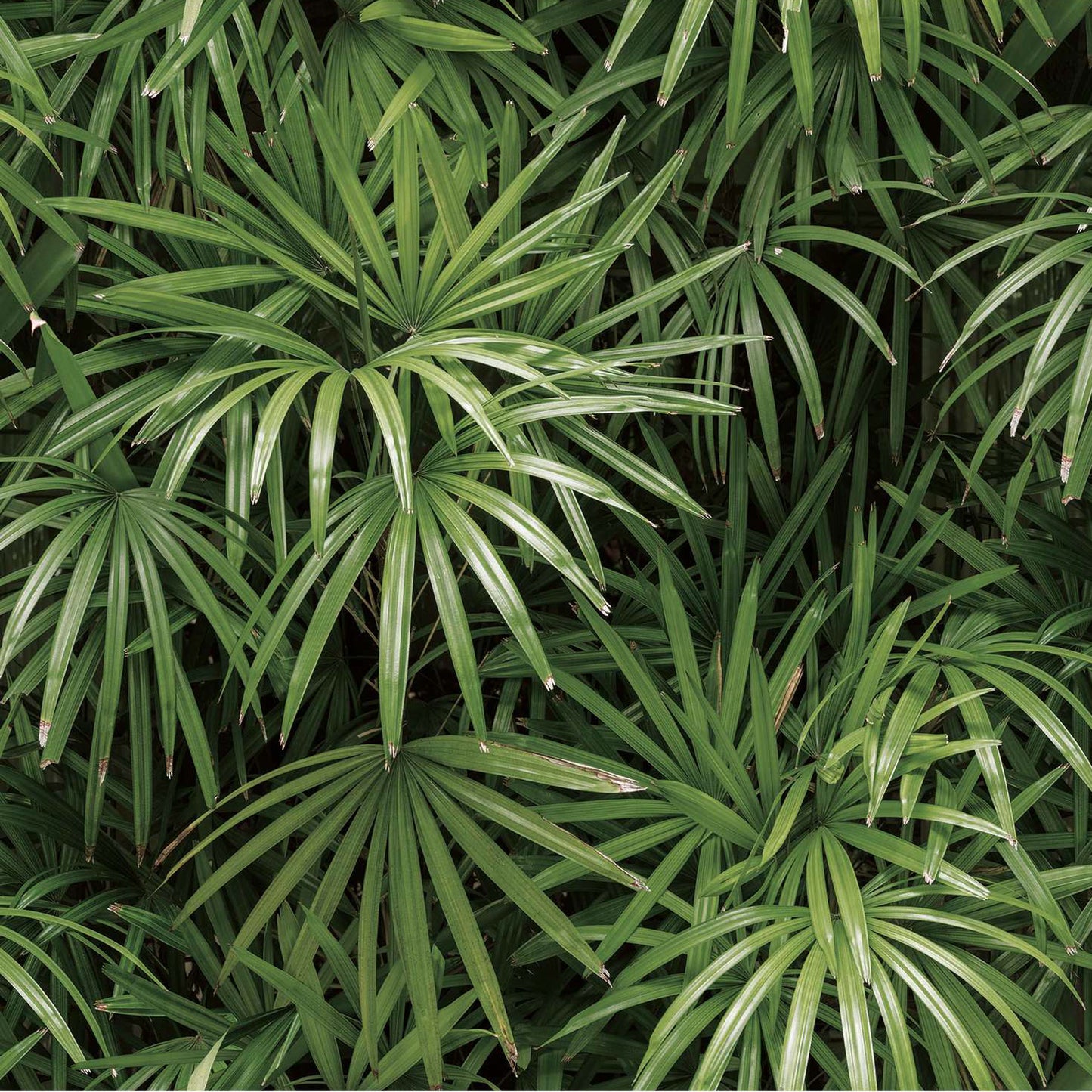 Tropic Vibes Palm Wallpaper Design